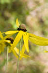 Pinnate prairie coneflower